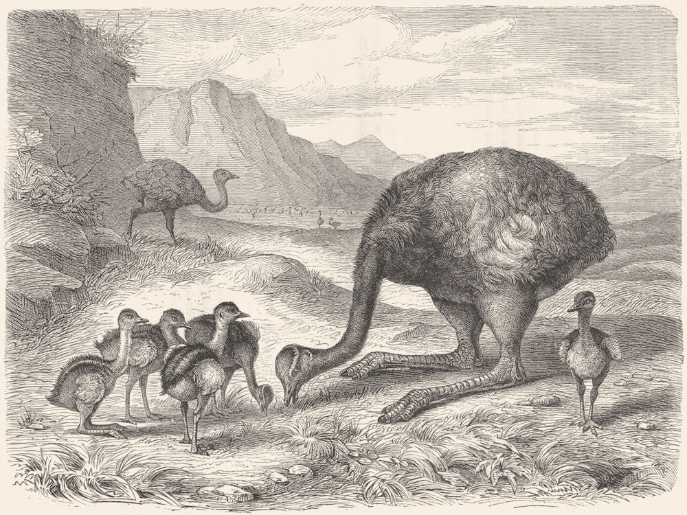 SHORT-WING CURSORIAL OSTRICH. True Nandu, American c1870 old antique print